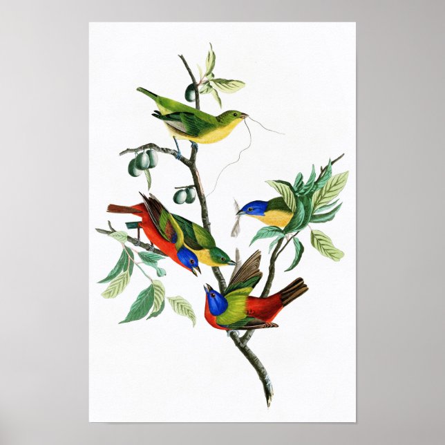 Painted Finch John James Audubon Birds of America Poster (Front)