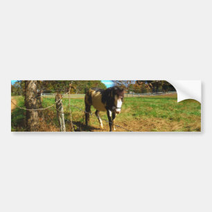 Painted Horse, Bumper Sticker