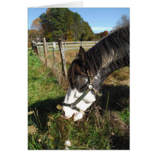 Painted Horse, Eating Queen Ann Lace flower