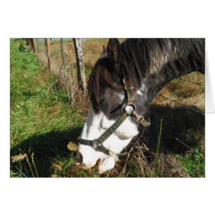 Painted Horse, Eating Queen Ann Lace flower