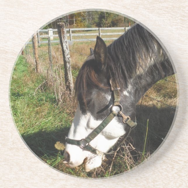 Painted Horse, Eating Queen Ann Lace flower Coaster (Front)