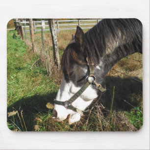 Painted Horse, Eating Queen Ann Lace flower Mouse Mat