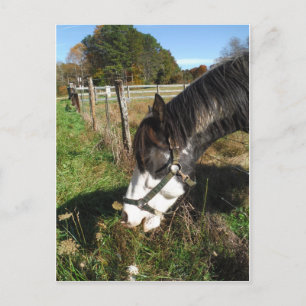 Painted Horse, Eating Queen Ann Lace flower Postcard