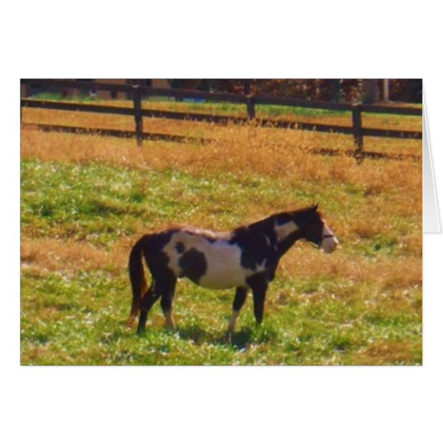 Painted Horse in the Distance (Front Horizontal)