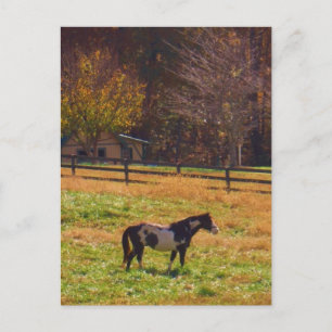 Painted Horse in the Distance Postcard