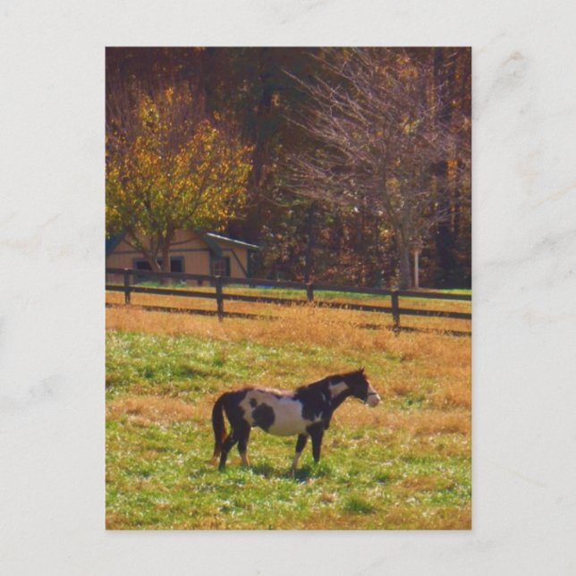 Painted Horse in the Distance Postcard (Front)