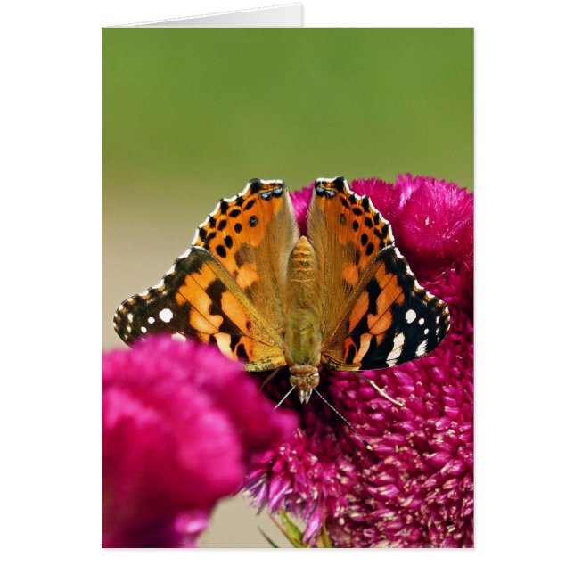 Painted Lady Butterfly (Front)