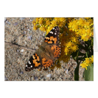 Painted Lady butterfly