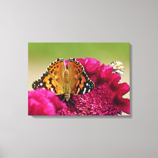 Painted Lady Butterfly Canvas Print (Front)