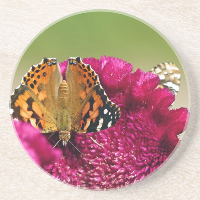 Painted Lady Butterfly Coaster (Front)