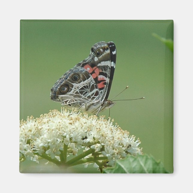 Painted Lady Butterfly Magnet (Front)