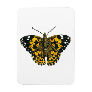 Painted lady butterfly magnet