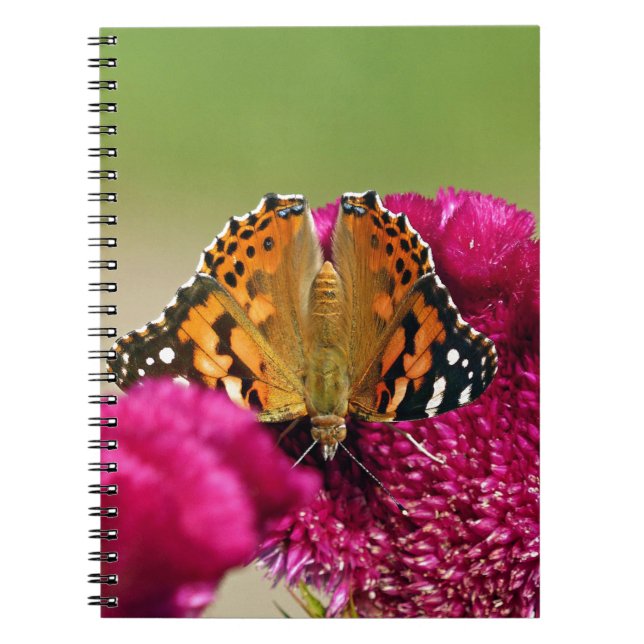 Painted Lady Butterfly Notebook (Front)