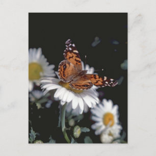 Painted Lady Butterfly On Daisy Postcard