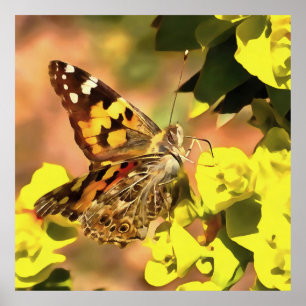 Painted Lady Butterfly on Myrtle Spurge  Poster