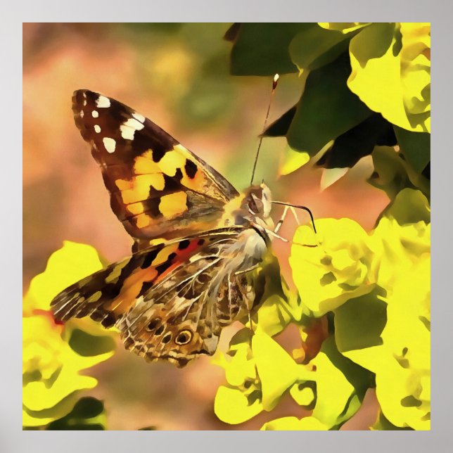 Painted Lady Butterfly on Myrtle Spurge  Poster (Front)