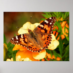 Painted Lady Butterfly Photo Poster