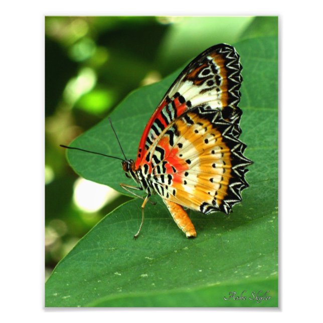 Painted Lady Butterfly Photo Print (Front)