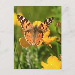 Painted Lady Butterfly Postcard