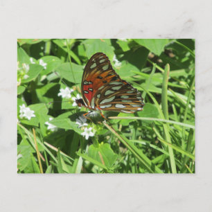 Painted Lady Butterfly Postcard