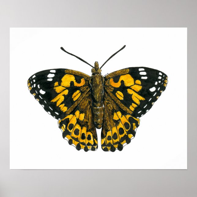 Painted lady butterfly poster (Front)