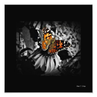 Painted Lady Butterfly SC Art Print