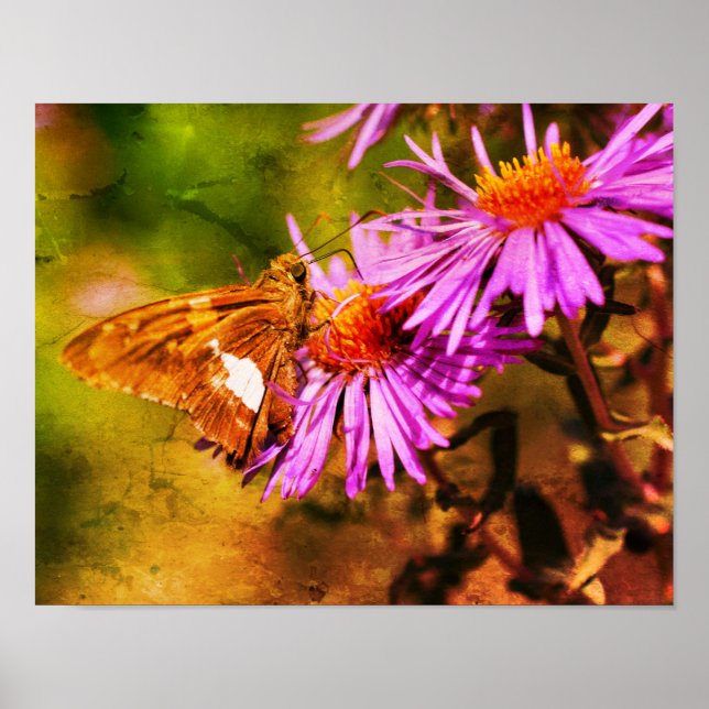 Painted Lady Butterfly Wild Aster Flower Abstract Poster (Front)
