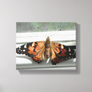 Painted Lady Butterfly Wrapped Canvas