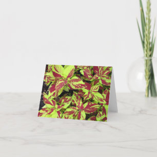 Painted Lady Coleus Photo Folded Note Card