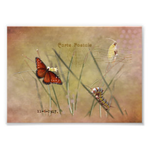 Painted Lady Mixed Media Photo Print