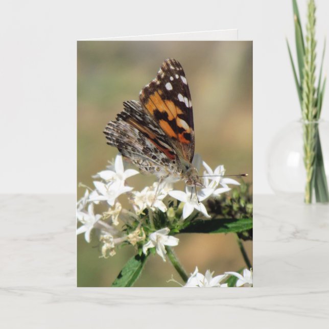 Painted Lady on Pentas Greeting Card (8988) (Front)