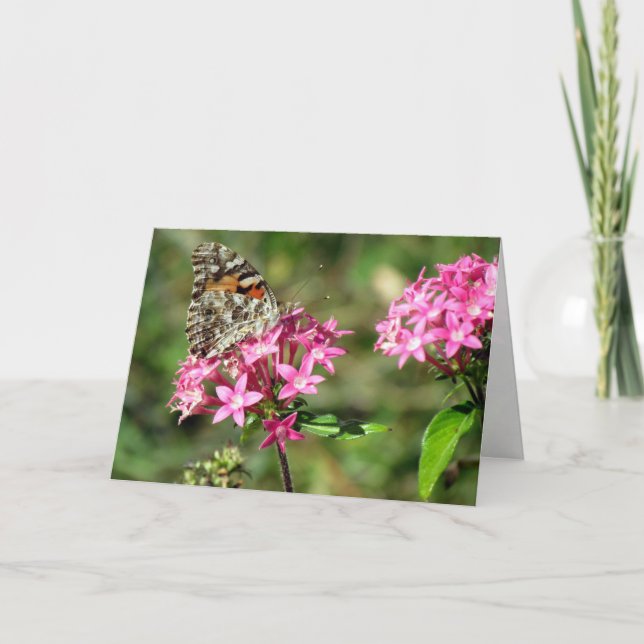 Painted Lady on Pentas Greeting Card (8999) (Front)
