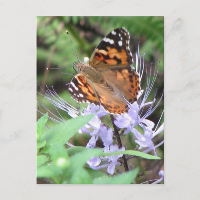 Painted Lady Postcard (Front)