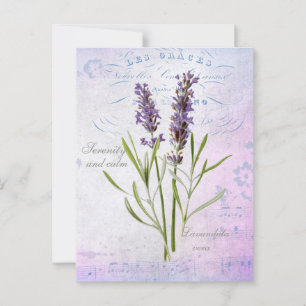 Painted Lavandula Vera Serenity and Calm Postcard