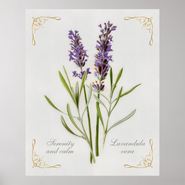 Painted Lavandula Vera Serenity and Calm Poster (Front)