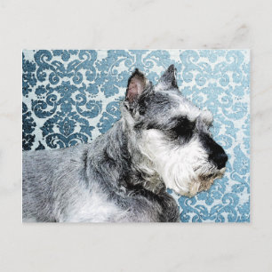 Painted Miniature Schnauzer Postcard