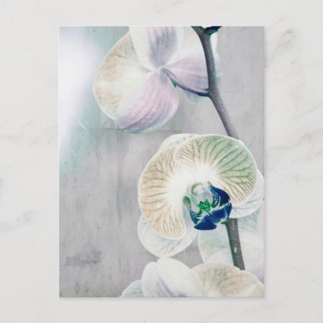 Painted Orchid Postcard (Front)