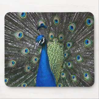 Painted Peacock Mousemat