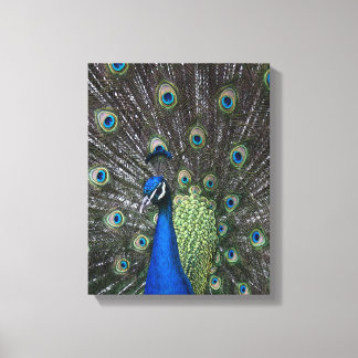 Painted Peacock Wrapped Canvas Print