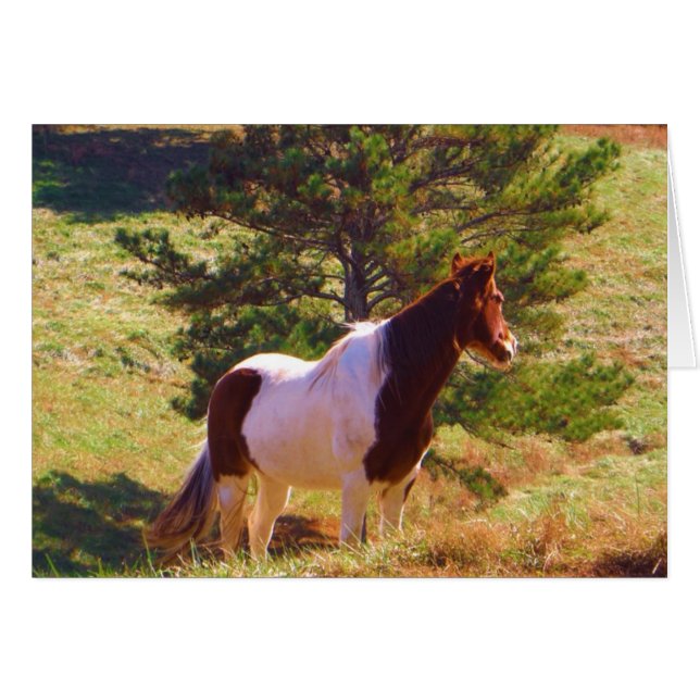 Painted Pony  by the Pine (Front Horizontal)