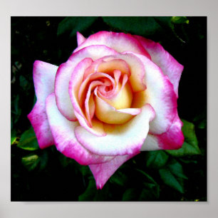 Painted Rose Poster