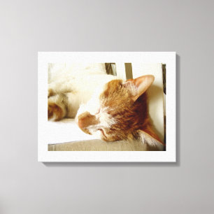 Painted sleeping cat scene canvas print