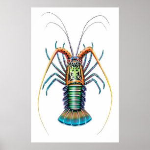 Painted Spiny Lobster Poster