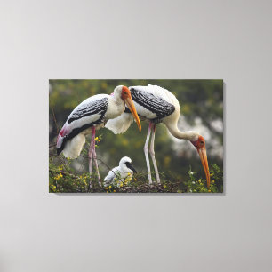 Painted Storks & young one at nest,Keoladeo Canvas Print