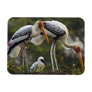Painted Storks & young one at nest,Keoladeo Magnet