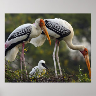 Painted Storks & young one at nest,Keoladeo Poster