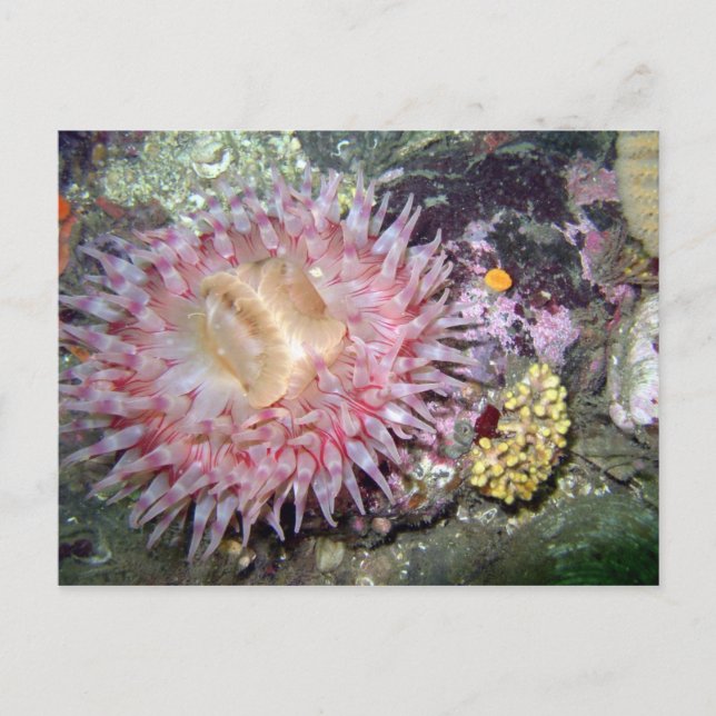 Painted Tealia Anemone - Postcard (Front)