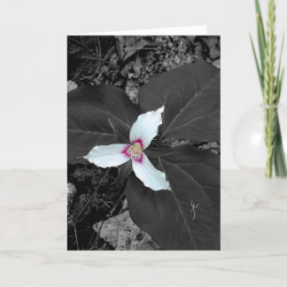 Painted Trillium Thank You Card