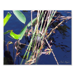 Painted Turtle Among Reeds Photo Print