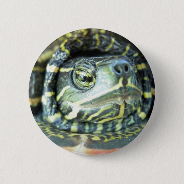 Painted Turtle (Chrysemys picta) 2 6 Cm Round Badge (Front)